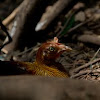 Sri Lanka Junglefowl