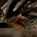 Sri Lanka Junglefowl