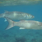 Striped Mullet