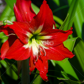 by Sanyog Patial - Flowers Single Flower