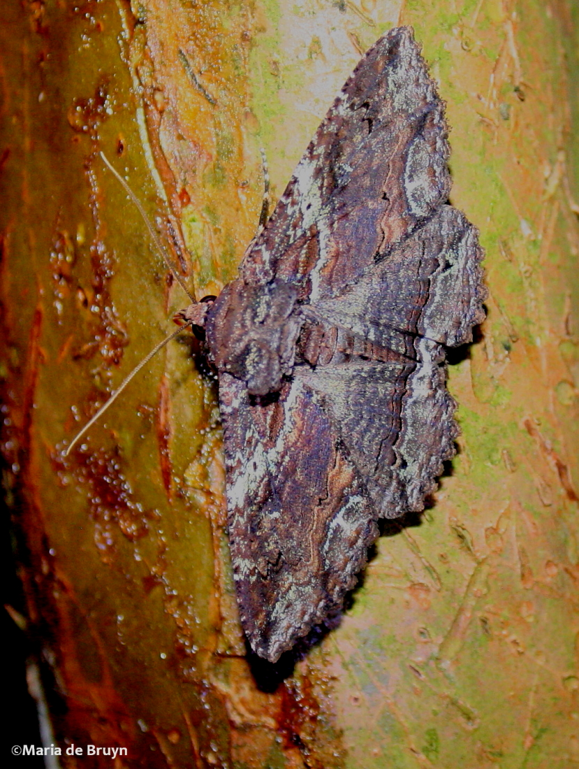 Zale moth