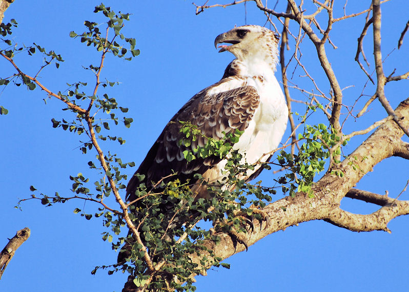 Martial eagle