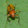 Clay-colored leaf beetle