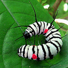 Rice Paper Caterpillar