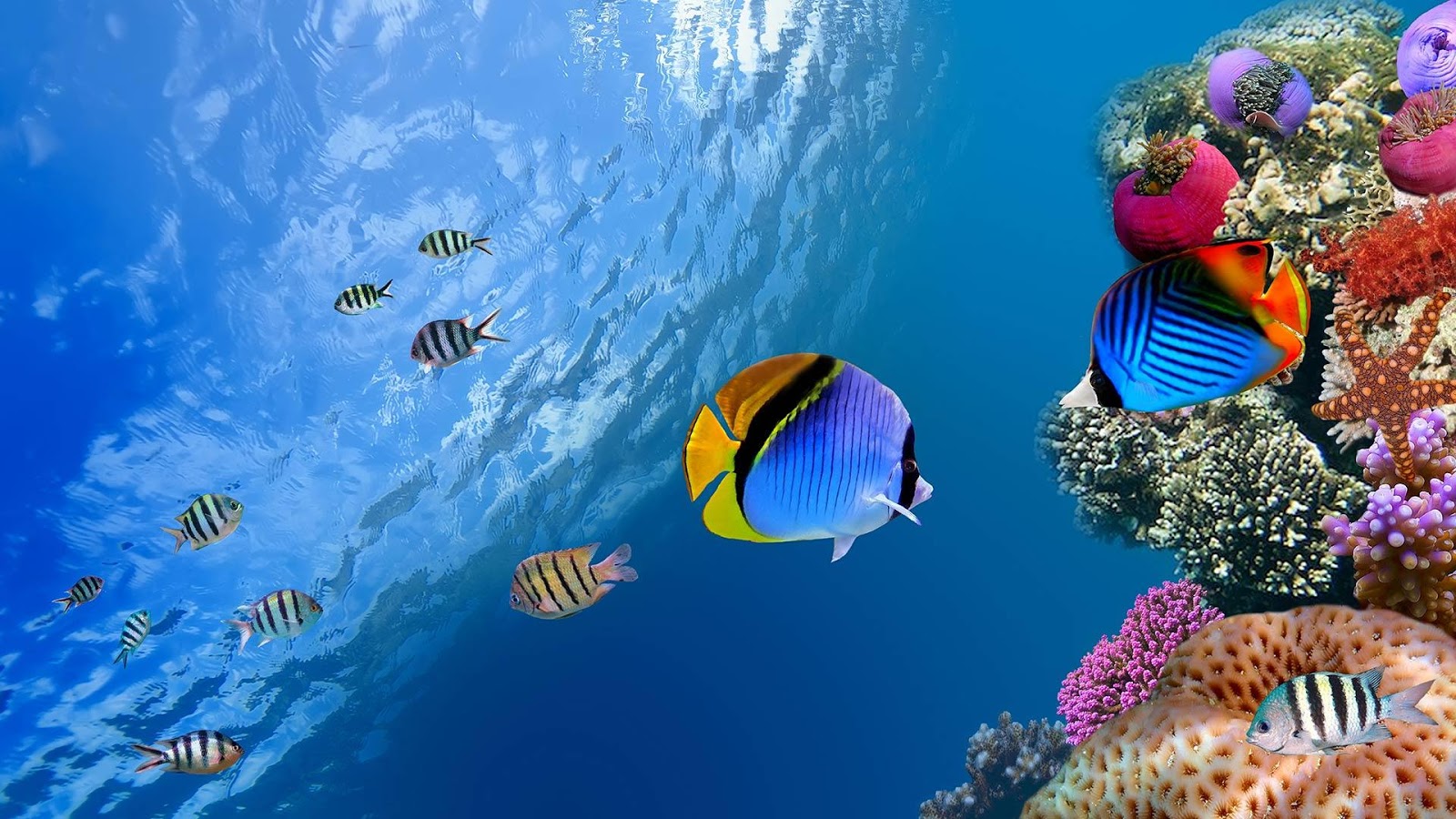 Underwater Tropical Fish