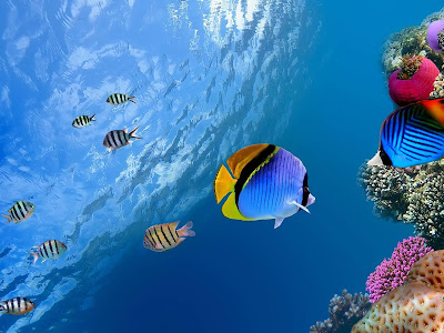 [最も欲しかった] パソコン 壁紙 魚 332863-パソコン 壁紙 魚 動く