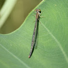 Damselfly