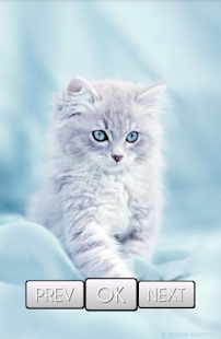 Cute Cat Wallpaper HD Screenshots 1