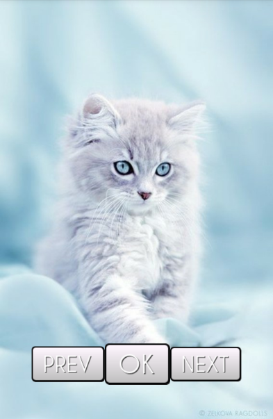 Cute Cat Wallpaper HD - Android Apps on Google Play