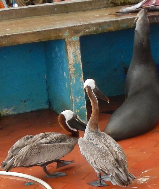 Galápagos sea lion (and pelicans fighting for fish scraps)