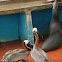 Galápagos sea lion (and pelicans fighting for fish scraps)