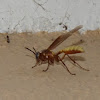Nocturnal wasp