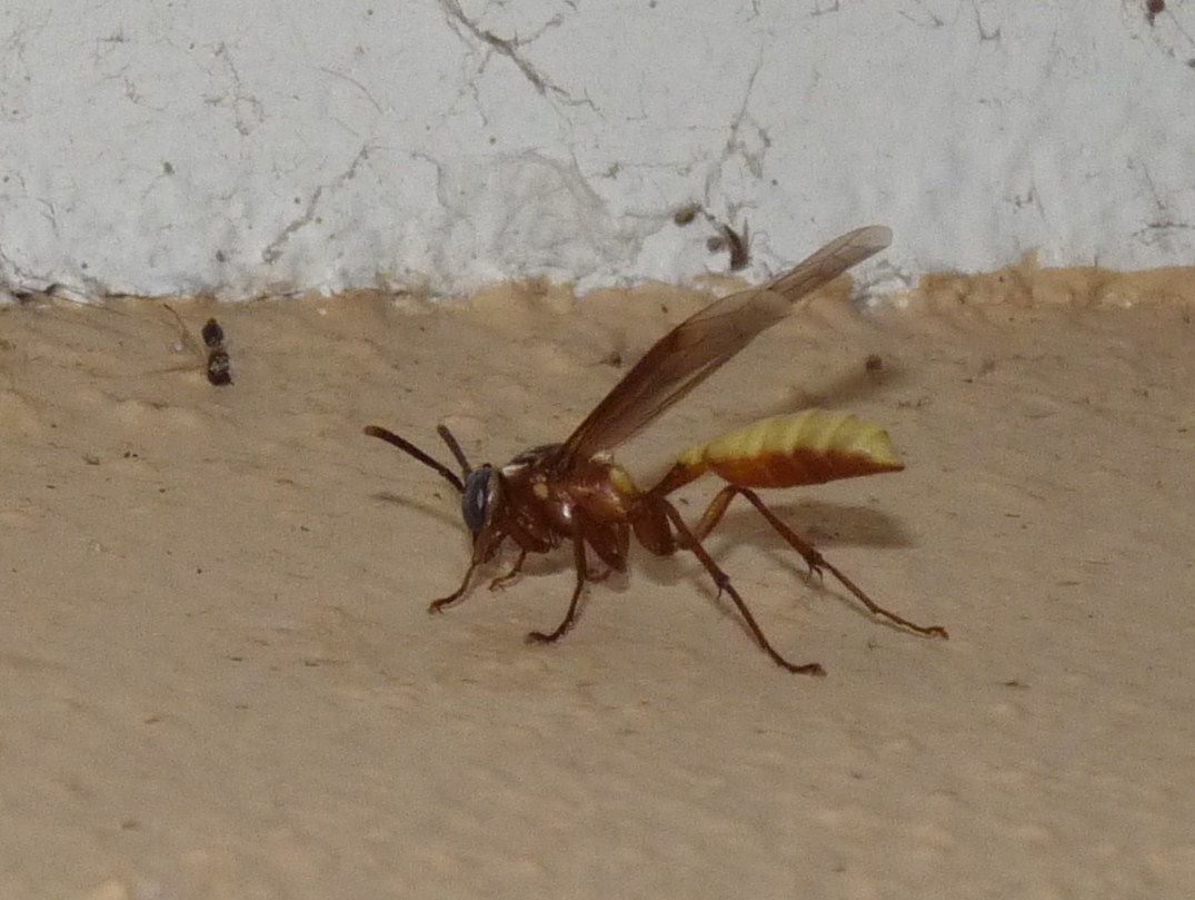 Nocturnal wasp