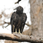 black vulture