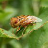 Native Drone Fly