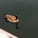 Canada Goose