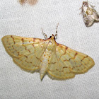 Ironweed Root Moth