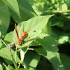 Red and Yellow Wasp