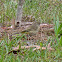 Eastern Palm Warbler