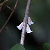 White moth cicada