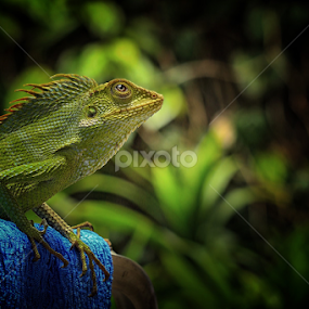 ... by Irfan Hikmawan - Animals Reptiles
