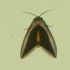 fruit piercing moth