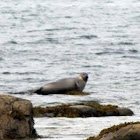 Harbour Seal