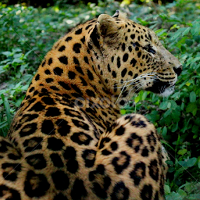 Do Not Disturb!!! by Suvajit Malik - Animals Lions, Tigers & Big Cats