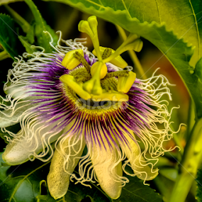 Smiley Passiflora by Robert Namer - Flowers Flower Gardens