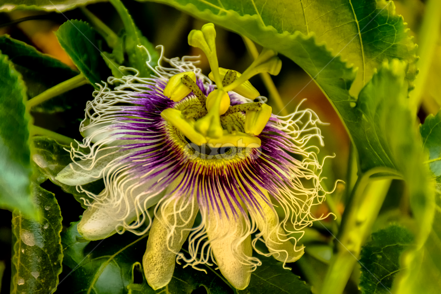 Smiley Passiflora by Robert Namer - Flowers Flower Gardens