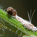 Bulbous treehopper laying eggs