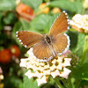 Geranium bronze. Mariposa taladro de los geranios