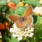 Geranium bronze. Mariposa taladro de los geranios