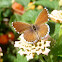 Geranium bronze. Mariposa taladro de los geranios