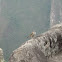Gorrión americano. Rufous-collared Sparrow