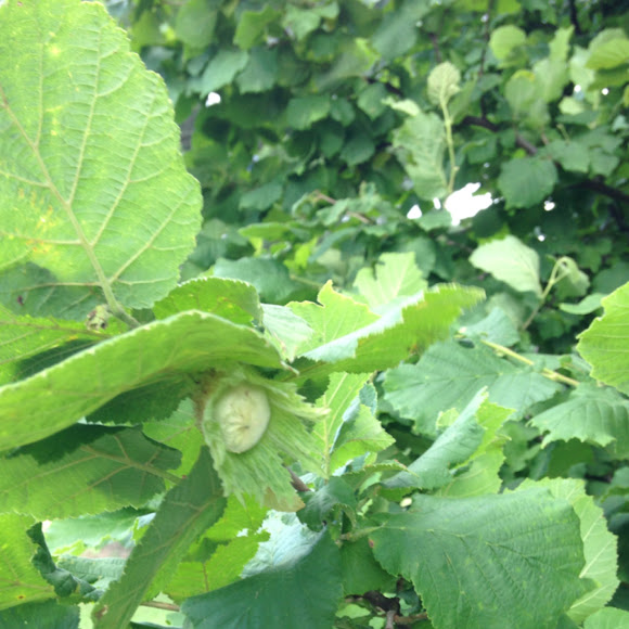 Hazelnut or filberts Project Noah