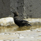 Common Starling (Adult)