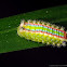 Lymacodid caterpillar