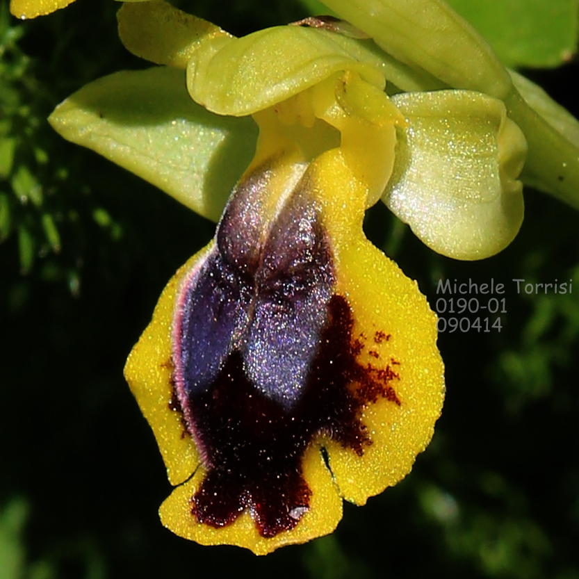 Ophrys subfusca subsp. numida