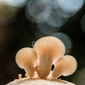 The Three Musketeers  by Shadat Hossain - Nature Up Close Mushrooms & Fungi