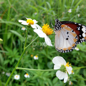 butterfly on flower by 思远 郭 - Animals Insects & Spiders