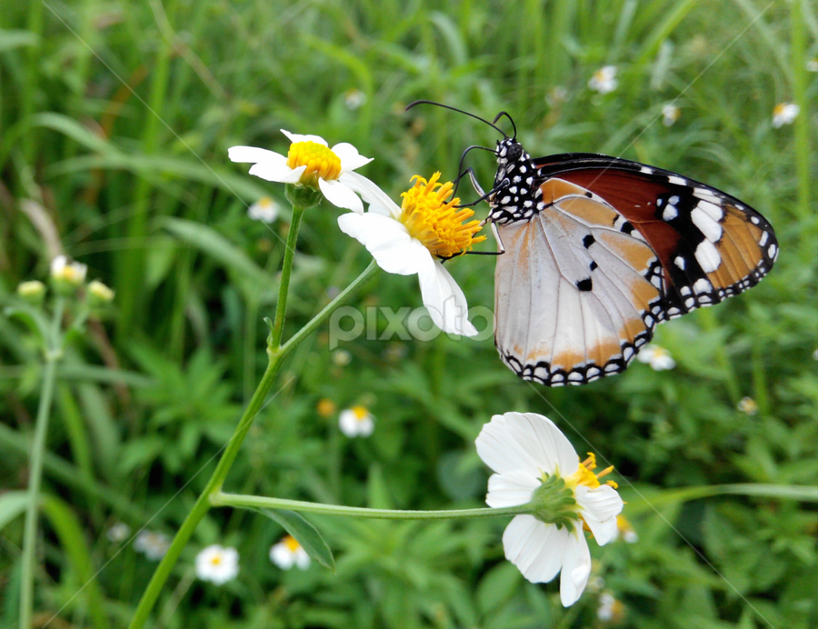 butterfly on flower by 思远 郭 - Animals Insects & Spiders