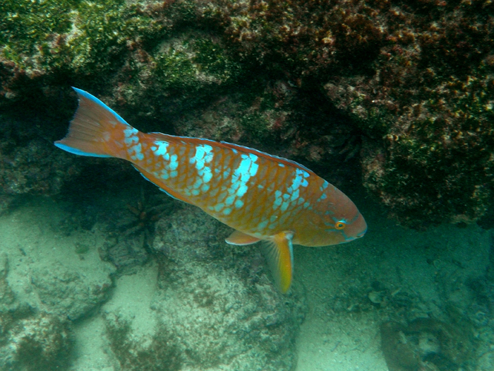 Blue-barred Parrotfish