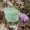 Cleopatra butterfly