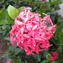 Ixora