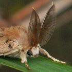 Gypsy moth (male)