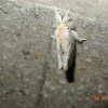 Feathery White Moth