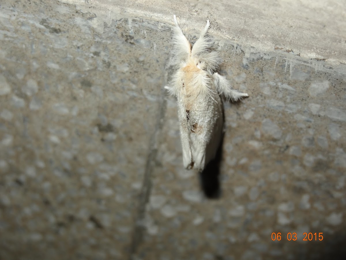 Feathery White Moth
