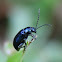 Metallic Flea beetle