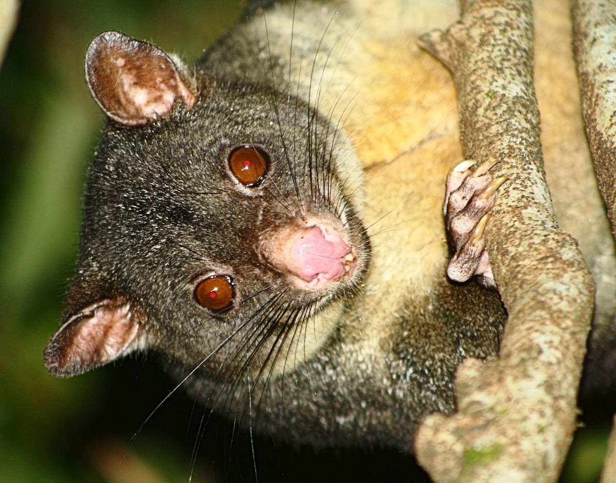 Short-eared possum
